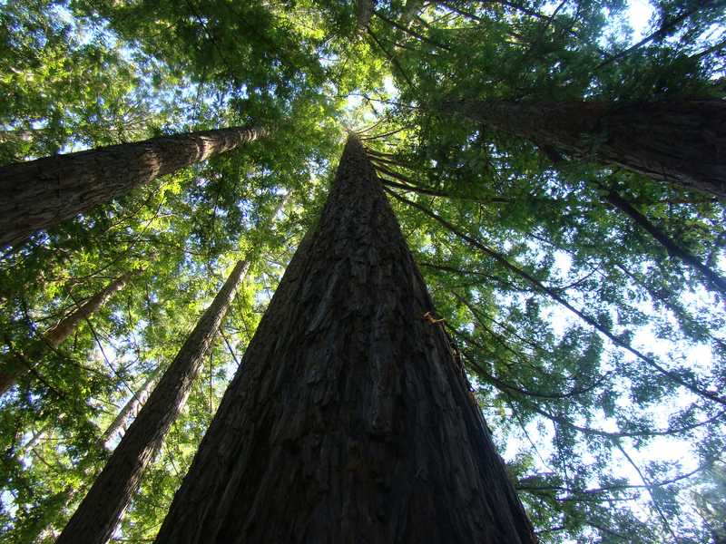 Santa Cruz Redwood Grove